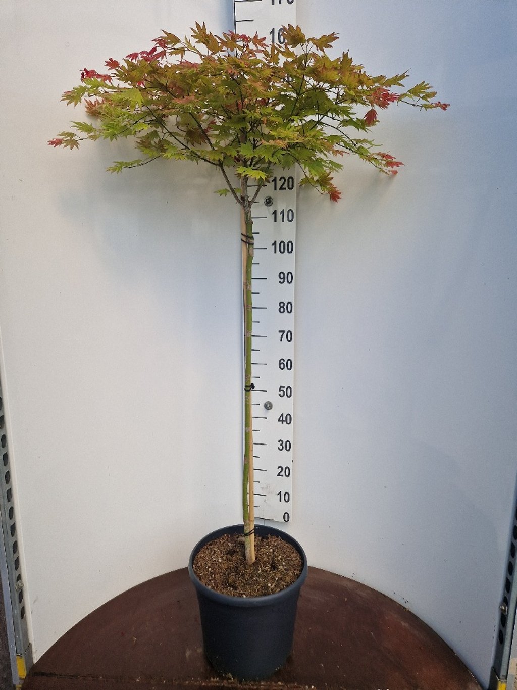 Acer shirawasanum 'Moonrise'® - 90 CM Stem C20